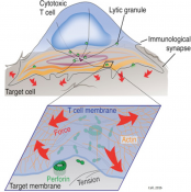 Cytotoxic lymphocytes use mechanical force to kill target cells