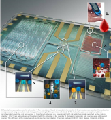 Microfluidic chip for specific leukocyte counting for HIV diagnosis