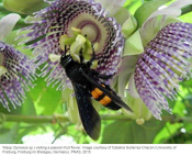 Non-bee pollinators and crop pollination