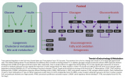 Transcriptional and Chromatin Regulation during Fasting - The Genomic Era
