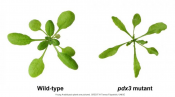 A new role for vitamin B6 in plants