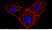 How transcription factors interact to create a heart