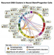 Neural stem progenitor cells contain DNA breaks in specific genes contributing brain diversity