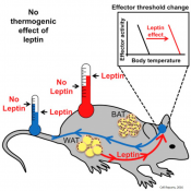 Protective effects of leptin in body weight regulation do not involve an increase in thermogenesis/energy