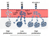 The histone variant H2A.X is a regulator of the epithelial-mesenchymal transition