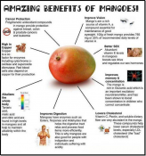Absorption of polypehnolic compounds in mangos shows potential benefits to human health