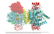 Solved protein structure of phenylalanine hydroxylase (PAH) to provide clues for metabolic disorder treatment