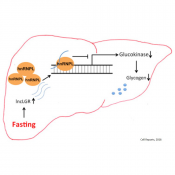 Role of long non-coding RNA in fasting!