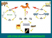 Japanese encephalitis virus transmission between pigs through contact