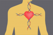Newly identified genetic errors may prevent heart attacks