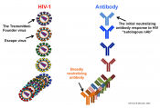 HIV-Host Interactions: Implications for Vaccine Design