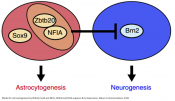 A transcription repressor promotes astrocytogenesis during neocortical development