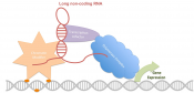 Long non-coding RNA addiction in melanoma skin cancer