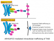Intracellular protein trafficking abnormalities may interfere with higher brain functions