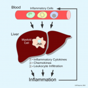 Non-hepatocyte mediated signaling in liver disease