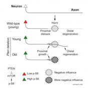 Evidence for an Age-Dependent Decline in Axon Regeneration in the Adult Mammalian CNS