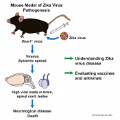 New mouse model to aid testing of Zika vaccine, therapeutics