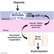 The Mitochondrial Respiratory Chain Is Required for Organismal Adaptation to Hypoxia