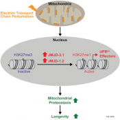 Stressing mitochondria triggers epigenetic changes that last a lifetime