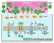 Mechanism of gene transfection using plasma irradiation