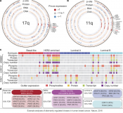 First large-scale proteogenomic study of breast cancer provides insight into potential therapeutic targets