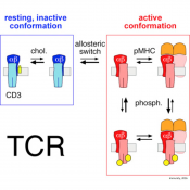 Role of cholesterol in immune (T cell) activation