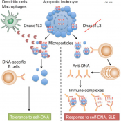 Autoimmunity prevention by digestion of DNA in apoptotic cells