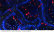 Gut microbiota influences discrete immune cell development in intestine