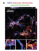 Transfer of mitochondria from astrocytes to neurons after stroke