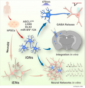 Mass produce human neurons for studying neuropsychiatric disorders