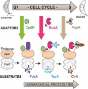 An adaptor hierarchy regulates proteolysis during a bacterial cell cycle