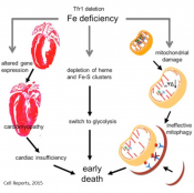 Lethal cardiomyopathy in mice lacking transferrin receptor in the heart