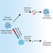 ER-stress-induced differentiation sensitizes colon cancer stem cells to chemotherapy