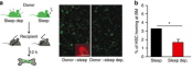 Sleep disruption impairs hematopoietic stem cell transplantation in mice