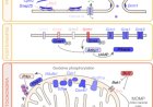 Cell vulnerability 'fingerprint' related to Parkinson's identified!