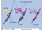 Role of ECM in brain memory