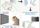 How the brain's arousal center also helps control visual attention