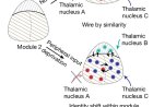 Vision plays a key role in sculpting brain development