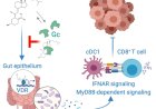 Vitamin D regulates microbiome-dependent cancer immunity