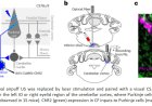 CLIMBING FIBRES AS TEACHING SIGNALS FOR ASSOCIATIVE CEREBELLAR LEARNING