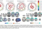 How the brain regulates emotions