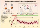Single-molecule covalent magnetic tweezers