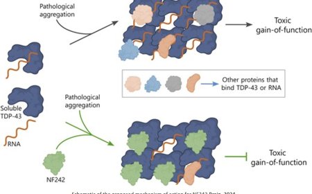 Mitigation of TDP-43 toxic phenotype in amyotrophic lateral sclerosis models