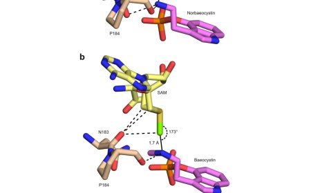 How a potent psychoactive drug synthesized?