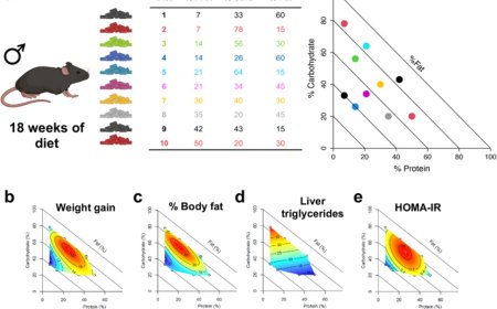 Paternal dietary macronutrient balance and energy intake drive metabolic and behavioral differences among offspring