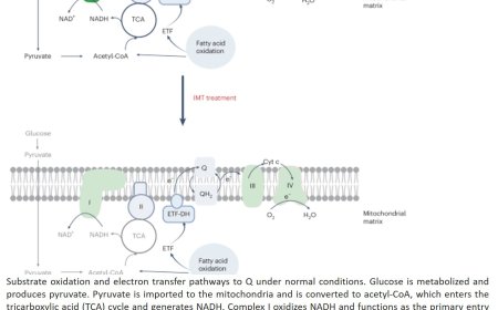 mtDNA transcription Inhibition to reverse diet-induced obesity