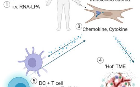 New mRNA cancer vaccine triggers fierce immune response to fight malignant brain tumor