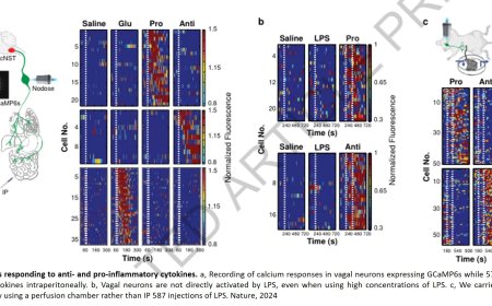 A new brain circuit in mice that controls body's inflammatory reactions