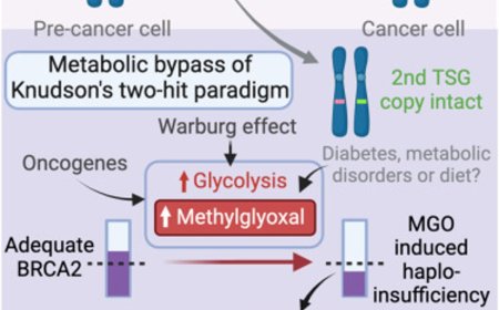 A missing link between poor diet and higher cancer risk uncovered!