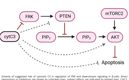 The protein that protects insulin-producing cells